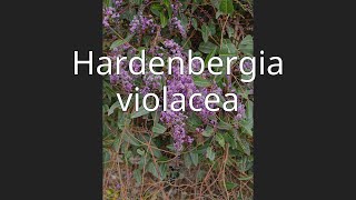 Hardenbergia violacea [upl. by Kram]