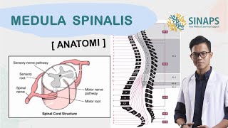 SINAPINTAR 03  Anatomi Medula Spinalis Spinal Cord Substansia AlbaampNigra DorsalampVentral Horn [upl. by Nylarad]