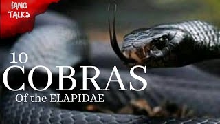 cobra species10 cobras of elapidae family and more [upl. by Maguire]