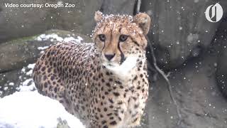 Oregon Zoo animals get a snow day 2018 [upl. by Banwell595]