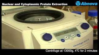 Nuclear and Cytoplasmic Protein Extraction [upl. by Mellette]