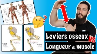 Leviers osseux VS Longueur muscle Analyse morphologique  MA VISION [upl. by Anih]