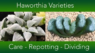 Haworthia Collection  Repotting Dividing and Care [upl. by Cavit]