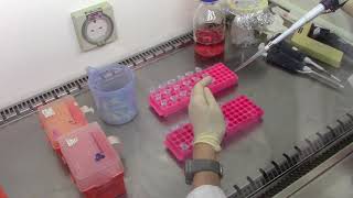 Cytotoxicity Assays Making serial dilutions of chemicals to be tested [upl. by Tnaryb]