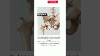 Hip joints anatomy [upl. by Johnathan]