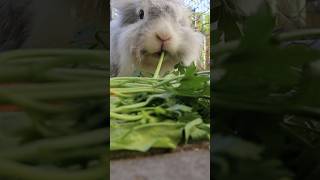 Kaninchen lieben Petersilie💗 kaninchen rabbits zwergkaninchen pet artgerecht fy fyp cute [upl. by Spevek]