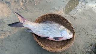 ভোর সকালে মৈনট ঘাট মাছ বাজার  Moinot ghat fish market Kartikpur Dohar [upl. by Eixela]