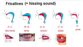 Consonant Manner of articulation [upl. by Alonzo]