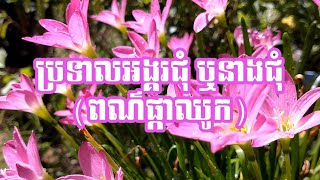 ប្រទាលអង្គរជុំ ឬនាងជុំ  Zephyranthes Rosea [upl. by Asit]