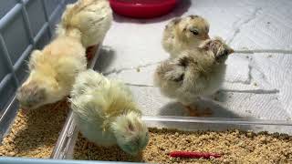 Serama chicks 2 days after hatching [upl. by Obola252]