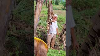 Abah amp Mine di lembur cinangneng [upl. by Medarda336]