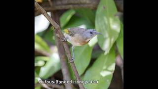 RufousBanded Honeyeater australianbirds birdsofaustralia [upl. by Jaquelin]