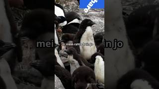 quotAntarctica में पाए जाने वाले जीव । quotAnimals Found in Antarctica AntarcticAnimals Frozen Wildlife [upl. by Welcome]