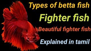 Types of betta fish in tamil  Fish Aquarium Tamil [upl. by Mauralia771]