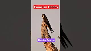 Eurasian Hobby Falco subbuteo [upl. by Pedaias743]