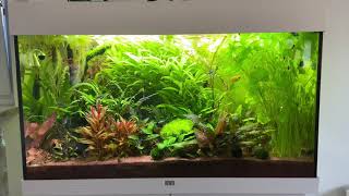 Juwel Rio LED 125l Aquarium [upl. by Ednihek]