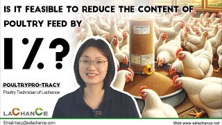 Lachance Nutrition ｜Is it feasible to reduce the protein content of poultry feed by 1 [upl. by Field]