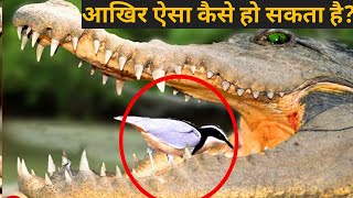 मगरमच्छ के मुंह में पक्षी फिर भी उसे क्यों नहीं खाता हैं Crocodile and the Egyptian Plover Bird [upl. by Arezzini]