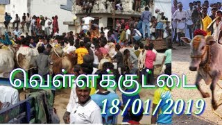 Vellakuttai Manju Virattu 18012019 [upl. by Norel154]