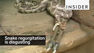 Snake regurgitation is disgusting and potentially deadly [upl. by Cuthburt]