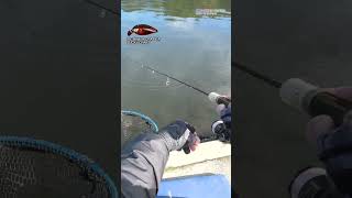 【AREA TROUT FISHING】 20241030 Part2 [upl. by Adnawad]