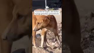 Gazzede bir köpek ölen kediyi toprağa gömerken görüntülendi [upl. by Megen415]