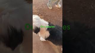 Old English sheepdog puppies in the desert [upl. by Cynthie]