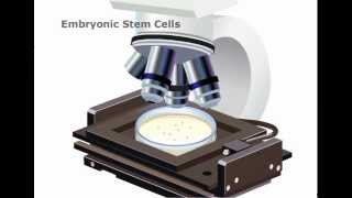 Embryonic Stem cells Explained [upl. by Annavoig]