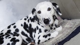 The 10 Pros and Cons of Owning a Dalmatian🐶 [upl. by Shanon]