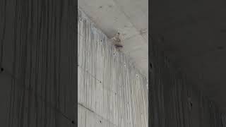 Cliff swallow nest youth nature wildlife outdoorsurvival [upl. by Lukasz]