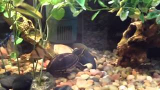 My three striped mud turtles tank upgraded [upl. by Nueoht]