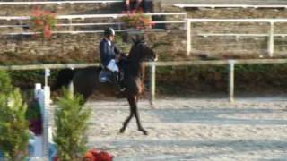 Nervoso jumping stallion SFA by Le Tot de Semilly [upl. by Adamok288]