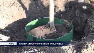 TV KANAL 9 NOVI SAD SADNJA DRVEĆA U SREMSKIM KARLOVCIMA [upl. by Marcoux]