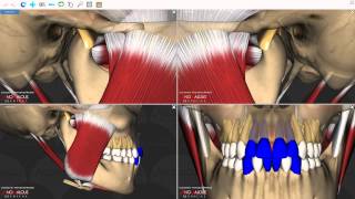 Mandibular Movements [upl. by Gustafsson831]