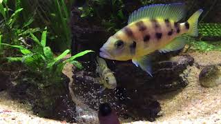 Neolamprologus tretocephalus and sexfasciatus [upl. by Supat]