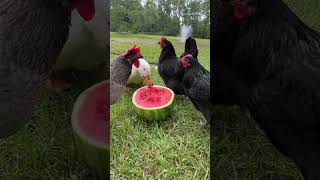 🐓Homesteading Free Ranging Watermelon Eating Farm Life Chickens amp Duck farmlife chicken shorts [upl. by Ayadahs]