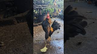 Serama Roosters Little Tail serama shorts chicken roosters [upl. by Eiramoj]