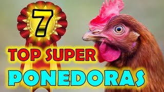 Las 7 Razas de Gallinas MAS PONEDORAS Del Mundo Actualmente ¡ ¡ ¡ ¡ 💖👍 la gallina ponedora para ti [upl. by Sherourd670]