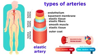 The Circulatory System Part 2 Blood Vessels [upl. by Neenad]