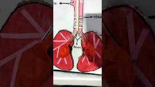 Respiratory System [upl. by Waldemar221]