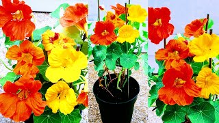 Nasturtium Plant Care Tips for Thriving and Repotting [upl. by Comethuauc419]