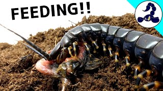 Scolopendra gigantea quotBlack morphquot FEEDING [upl. by Anewor169]