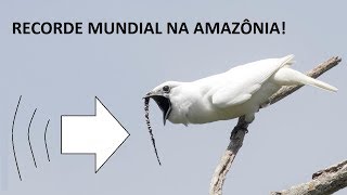 ArapongadaAmazônia Ouça o canto de ave mais alto do mundo [upl. by Edyak277]