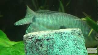 Fadenfische im Aquarium Video in Full HD [upl. by Boyd]