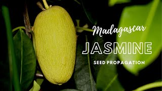 How to Propagate Madagascar Jasmine Stephanotis through Seeds [upl. by Atiraj]