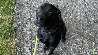 OLK9 Rango  1 year old LabChesapeake Bay Retriever mix [upl. by Ahsirat]