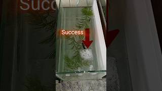 Betta breeding day one bettabreeding trending kolathurfish viralvideo [upl. by Marlie]