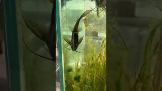 Eupterus Catfish Aka African Featherfin Squeaker Catfish [upl. by Cobb976]