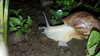 bekicot putih Achatina fulica albino [upl. by Christye]