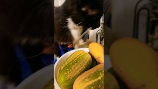 cat Cucumbers Scare Catsshort [upl. by Roxine]